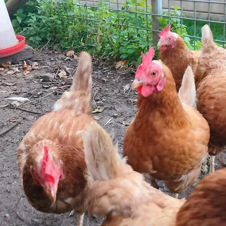 La Nuitee A La Ferme ベッド・アンド・ブレックファスト